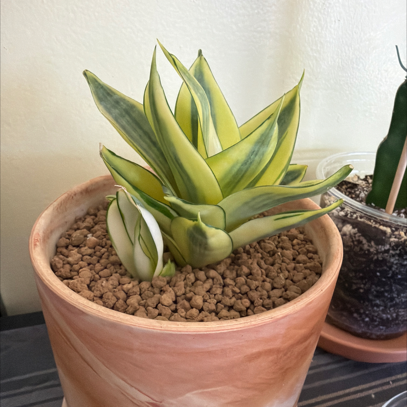 Photo of the plant species Golden Hahnii Snake Plant by @SmartPassiflora named Honey on Greg, the plant care app