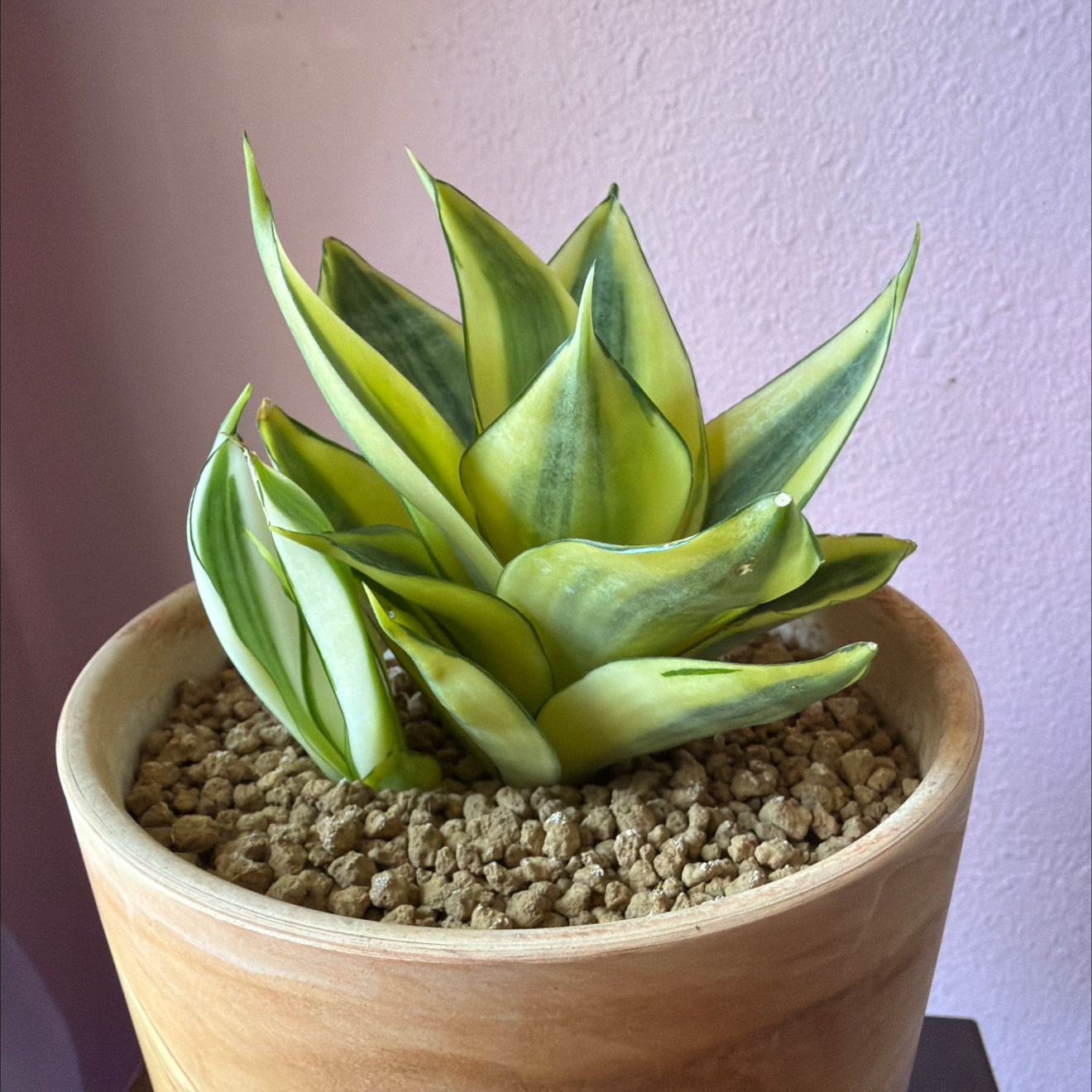 Photo of the plant species Golden Hahnii Snake Plant by @SmartPassiflora named Honey on Greg, the plant care app
