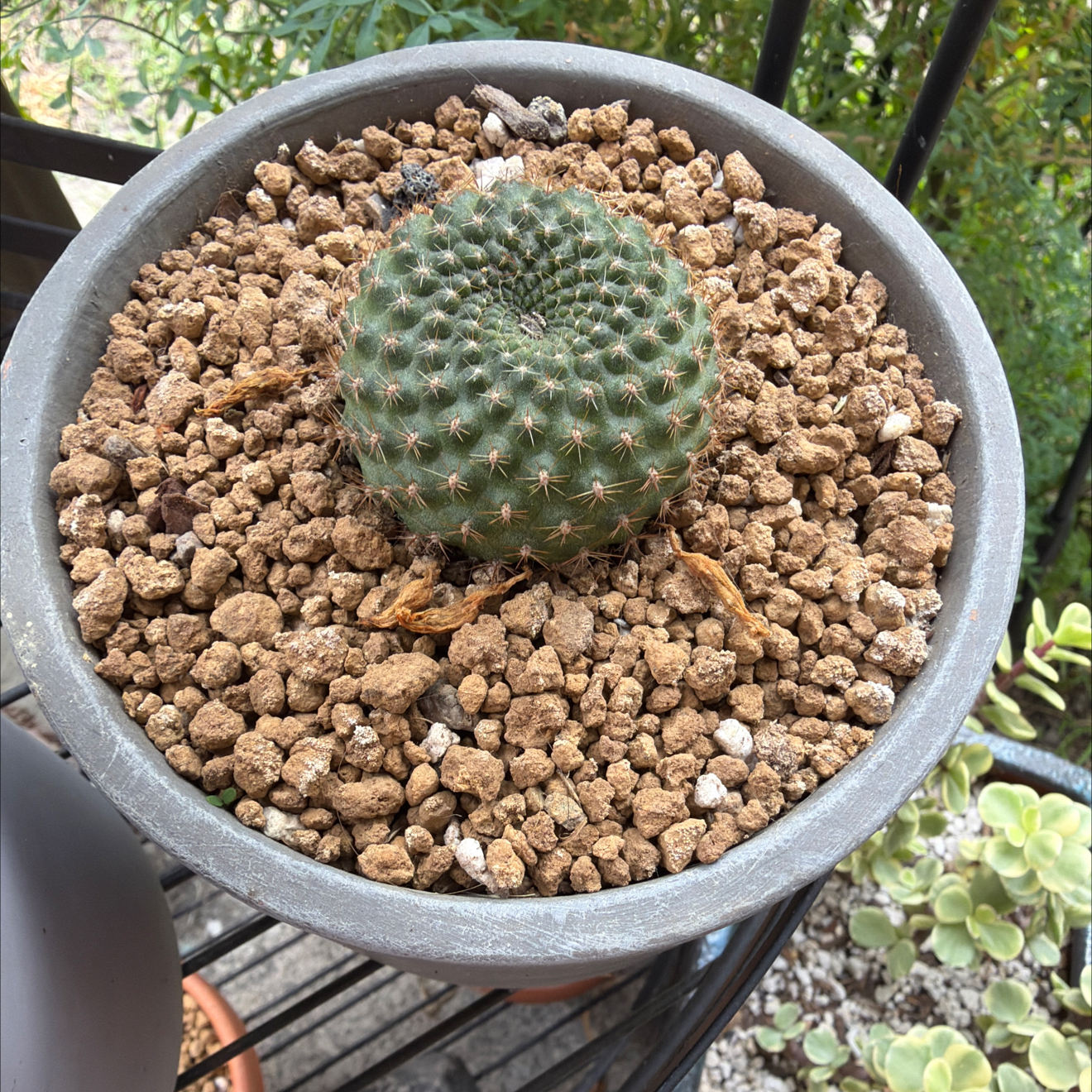 Photo of the plant species Rebutia marsoneri by @SmartPassiflora named Mason on Greg, the plant care app