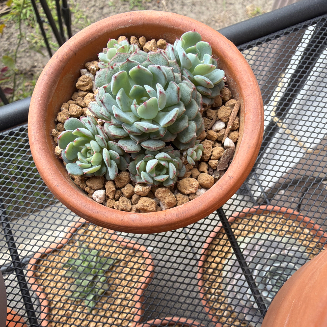 Photo of the plant species Echeveria Minima by @SmartPassiflora named La Mini on Greg, the plant care app
