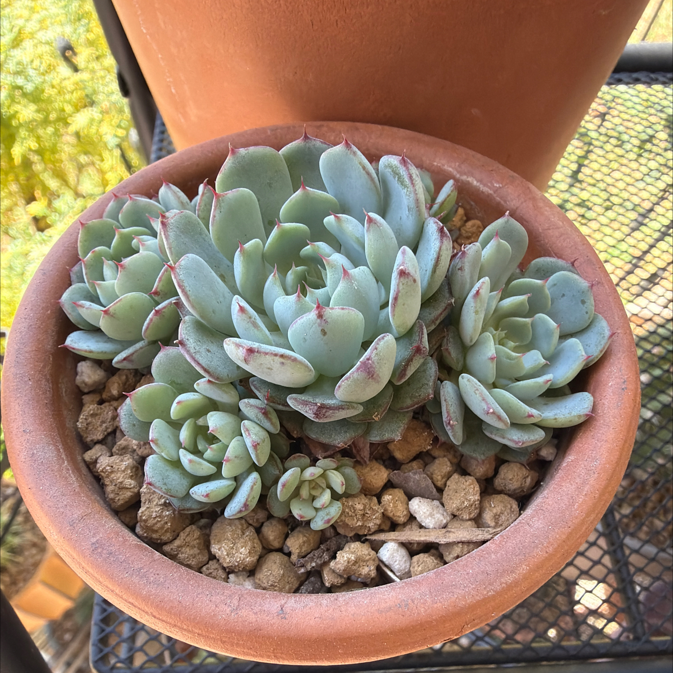 Photo of the plant species Echeveria Minima by @SmartPassiflora named La Mini on Greg, the plant care app