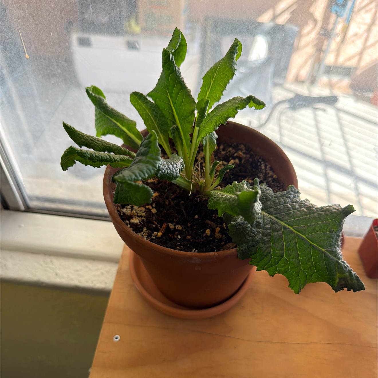 Photo of the plant species Primula Vulgaris by @SmartPassiflora named Amari on Greg, the plant care app
