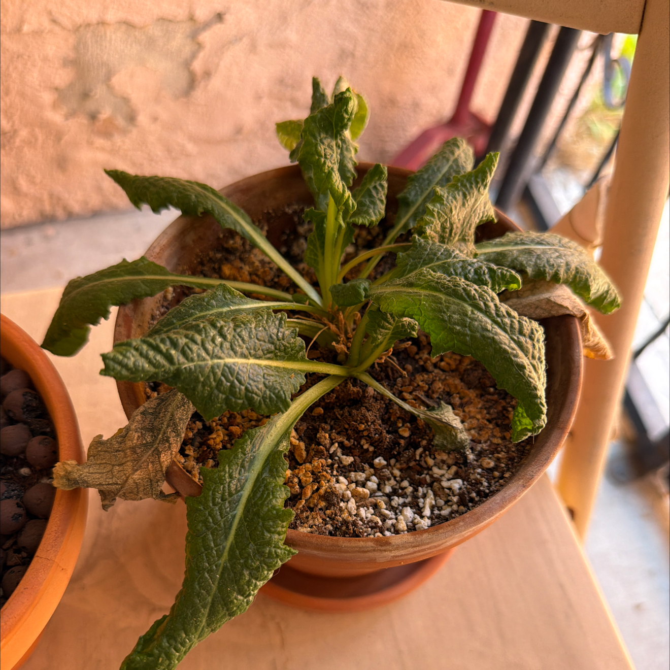 Photo of the plant species Primula by @SmartPassiflora named Amari on Greg, the plant care app