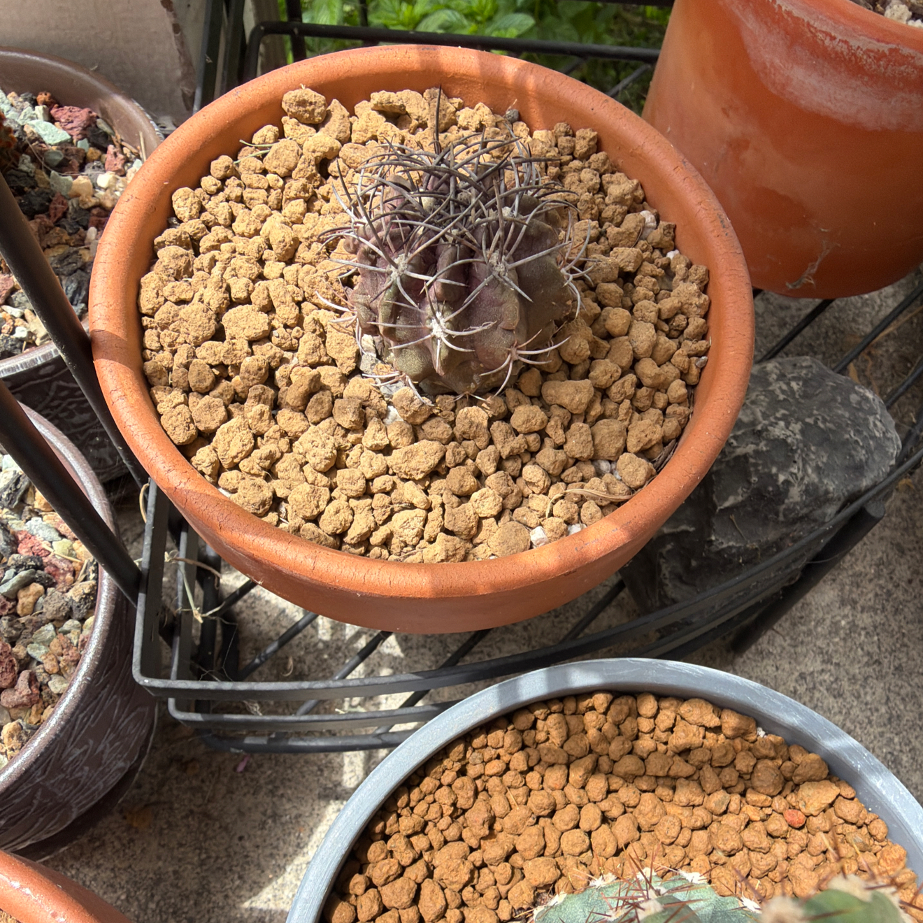 Photo of the plant species Purple Karoo Rose by @SmartPassiflora named Neo on Greg, the plant care app