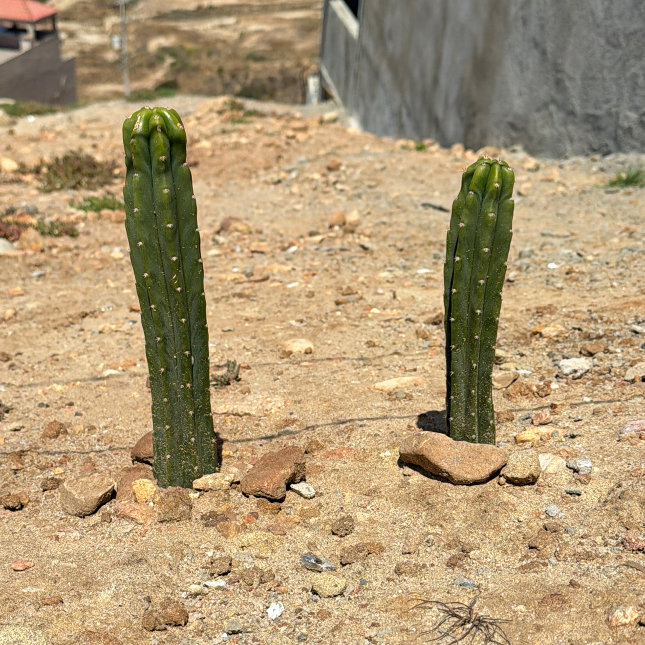 Photo of the plant species San Pedro by @SmartPassiflora named Rito 1&2 on Greg, the plant care app