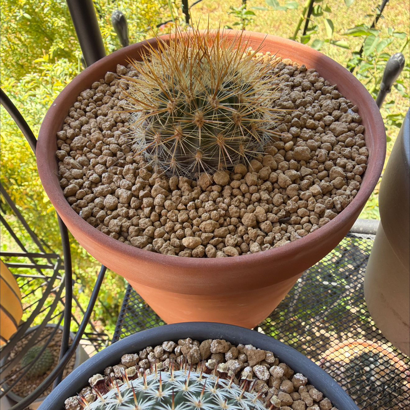 Photo of the plant species Chilean Eriosyce by @SmartPassiflora named Flava (flaviflora) on Greg, the plant care app