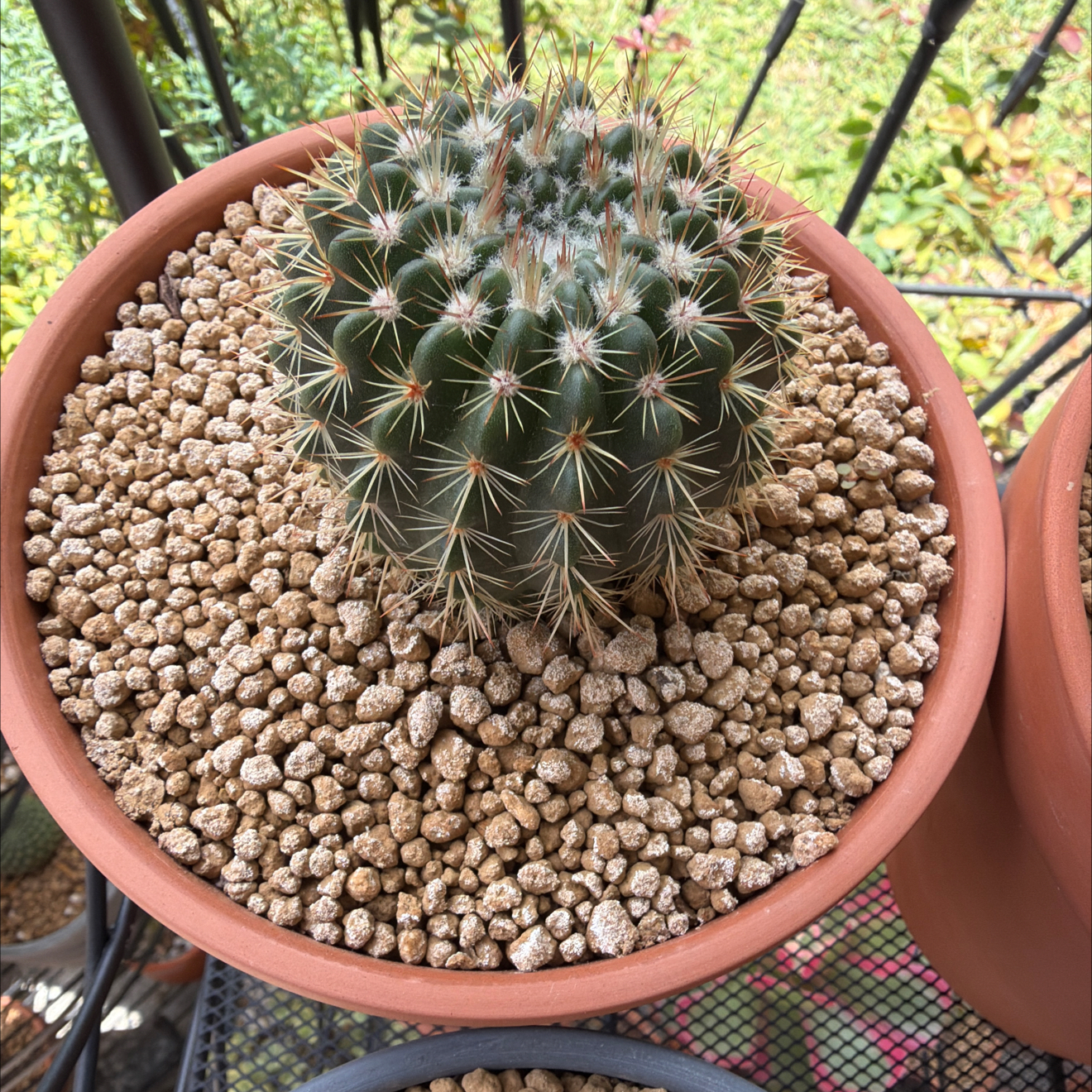 Photo of the plant species Notocactus roseoluteus by @SmartPassiflora named Rosé on Greg, the plant care app
