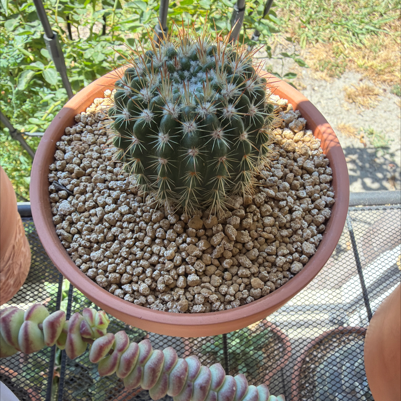 Photo of the plant species Notocactus roseoluteus by @SmartPassiflora named Rosé on Greg, the plant care app