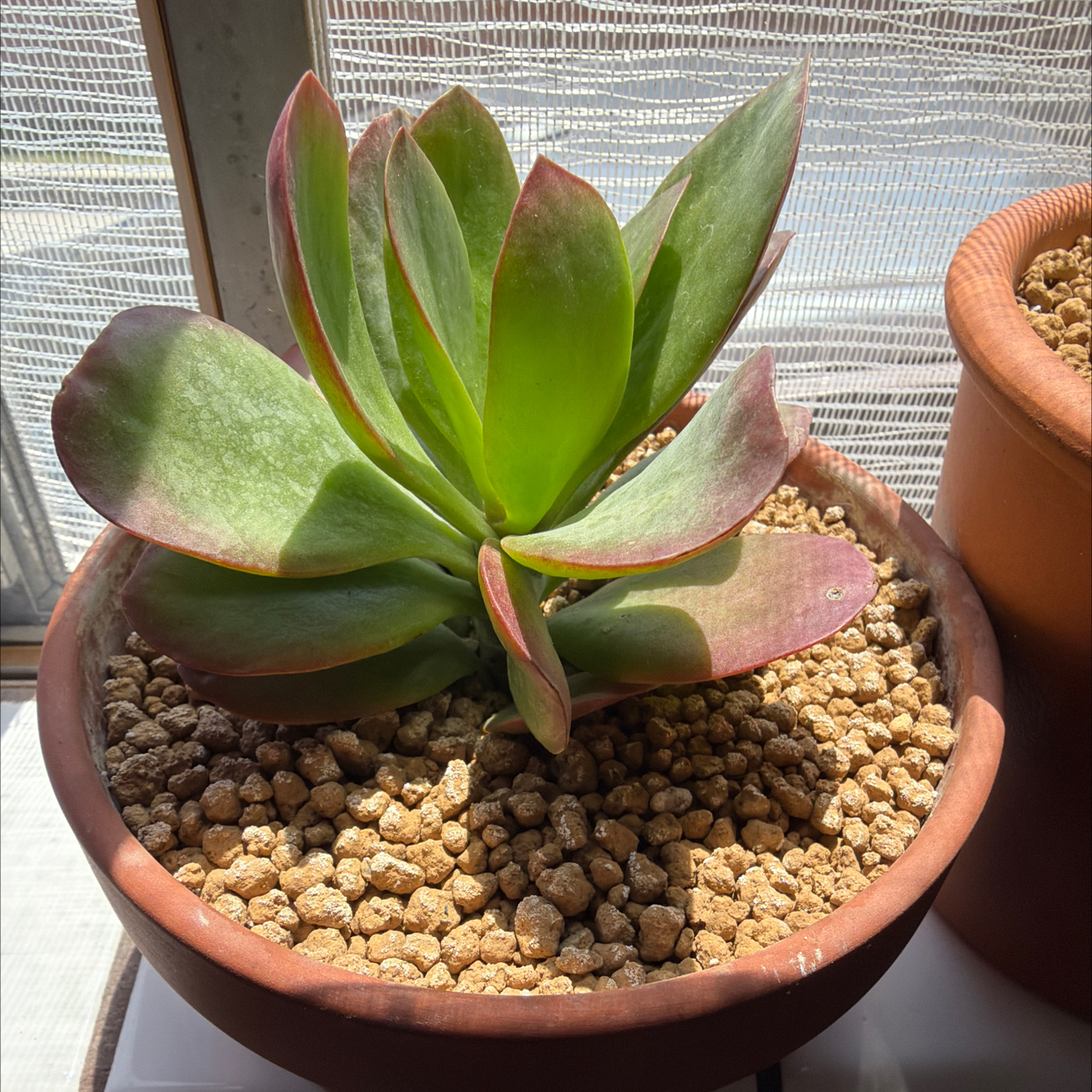 Photo of the plant species Kalanchoe 'Little Dragon' by @SmartPassiflora named Khloe Dragon on Greg, the plant care app