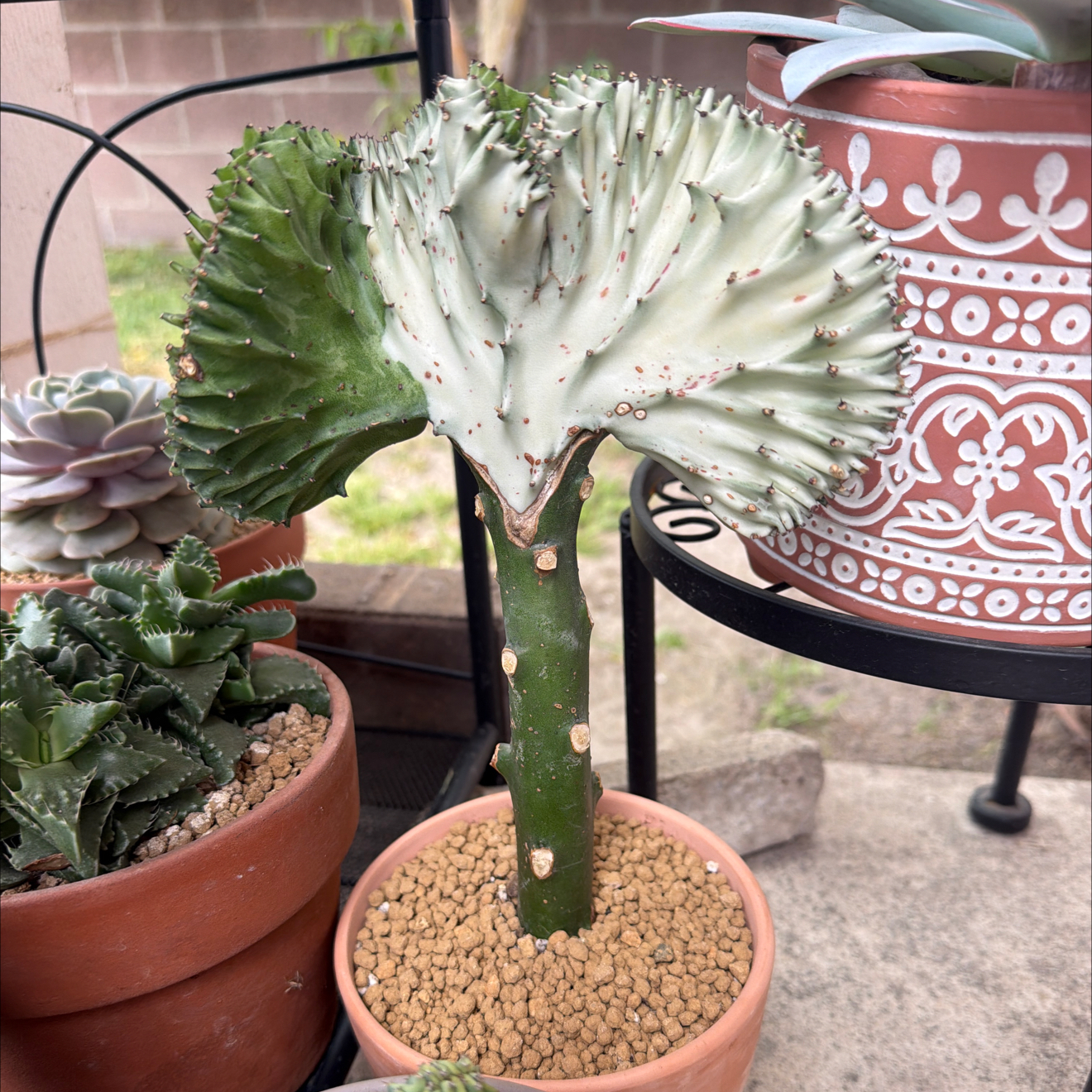 Photo of the plant species Mermaid tail, cactus by @SmartPassiflora named Sirena on Greg, the plant care app