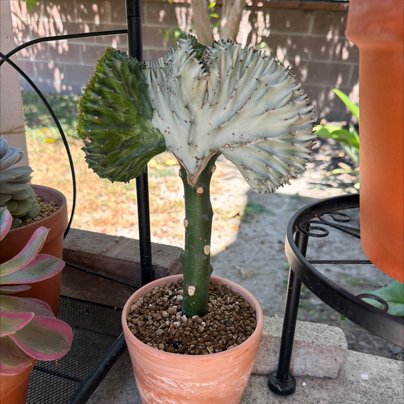 Photo of the plant species Mermaid tail, cactus by @SmartPassiflora named Sirena on Greg, the plant care app