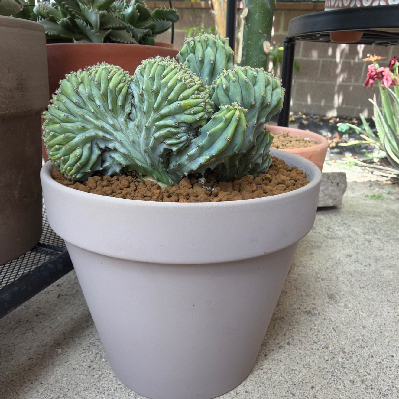 Photo of the plant species Crested Blue Candle by @SmartPassiflora named Myrtle on Greg, the plant care app