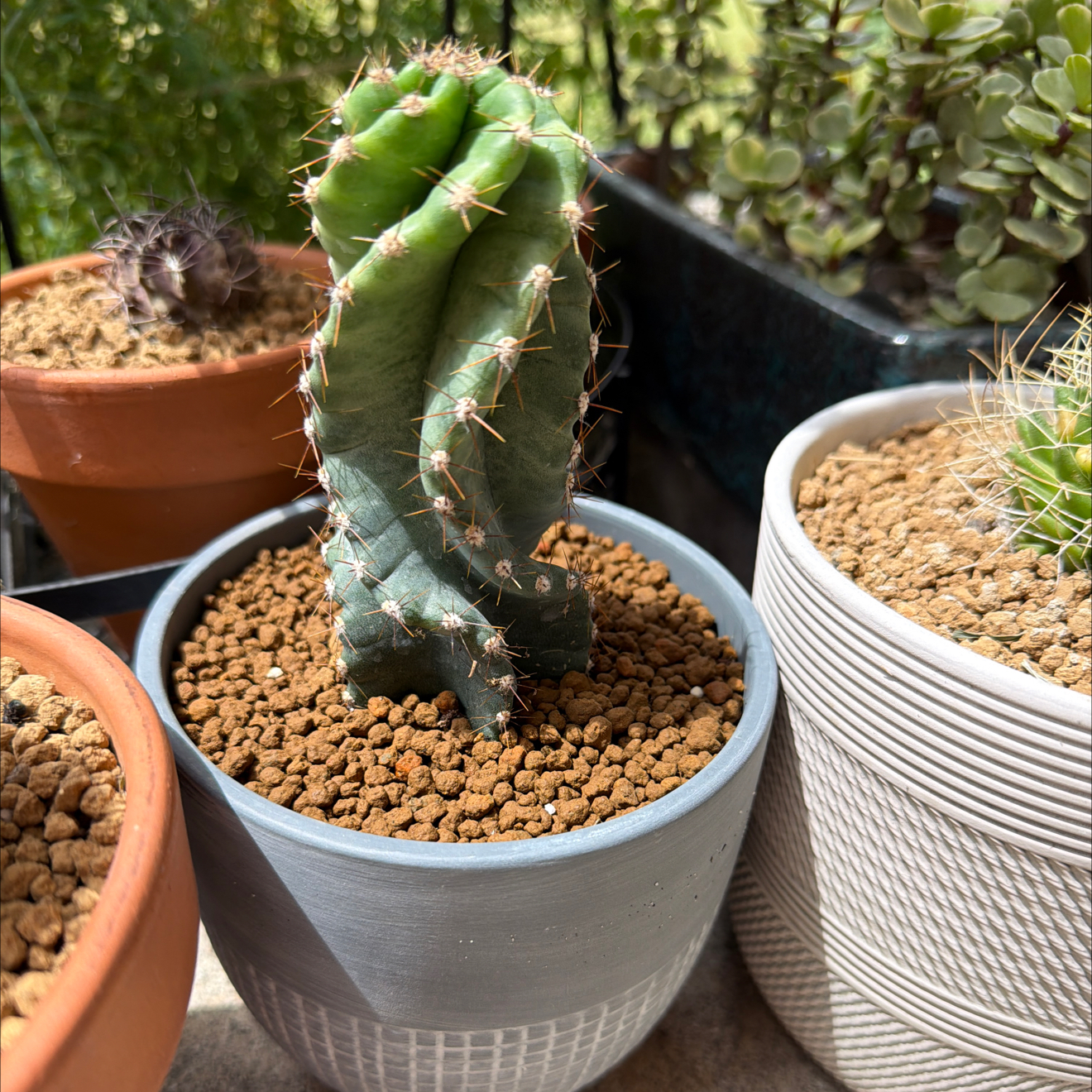 Photo of the plant species Cereus forbesii 'Giromagi' by @SmartPassiflora named Ramses on Greg, the plant care app