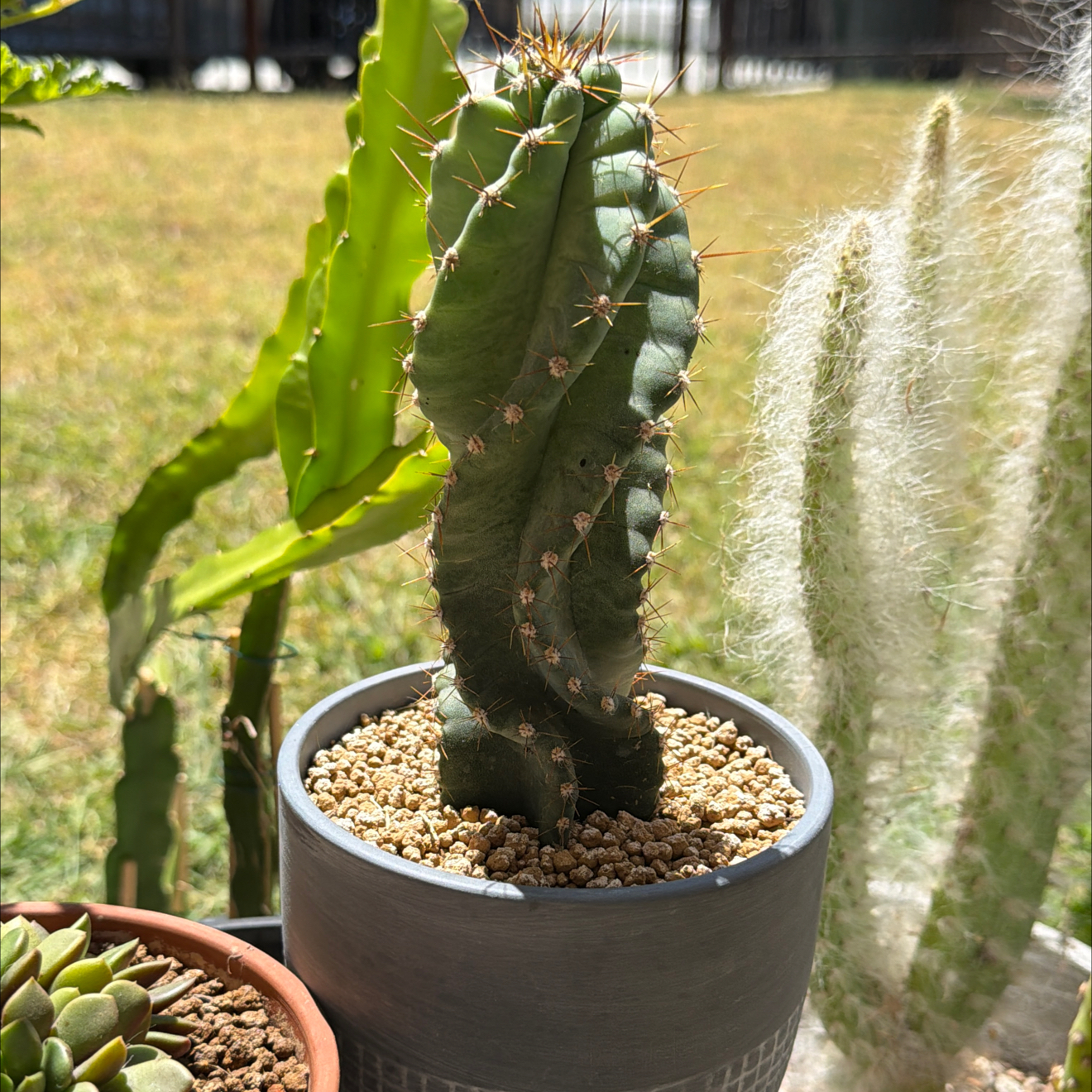Photo of the plant species Cereus forbesii 'Giromagi' by @SmartPassiflora named Ramses on Greg, the plant care app