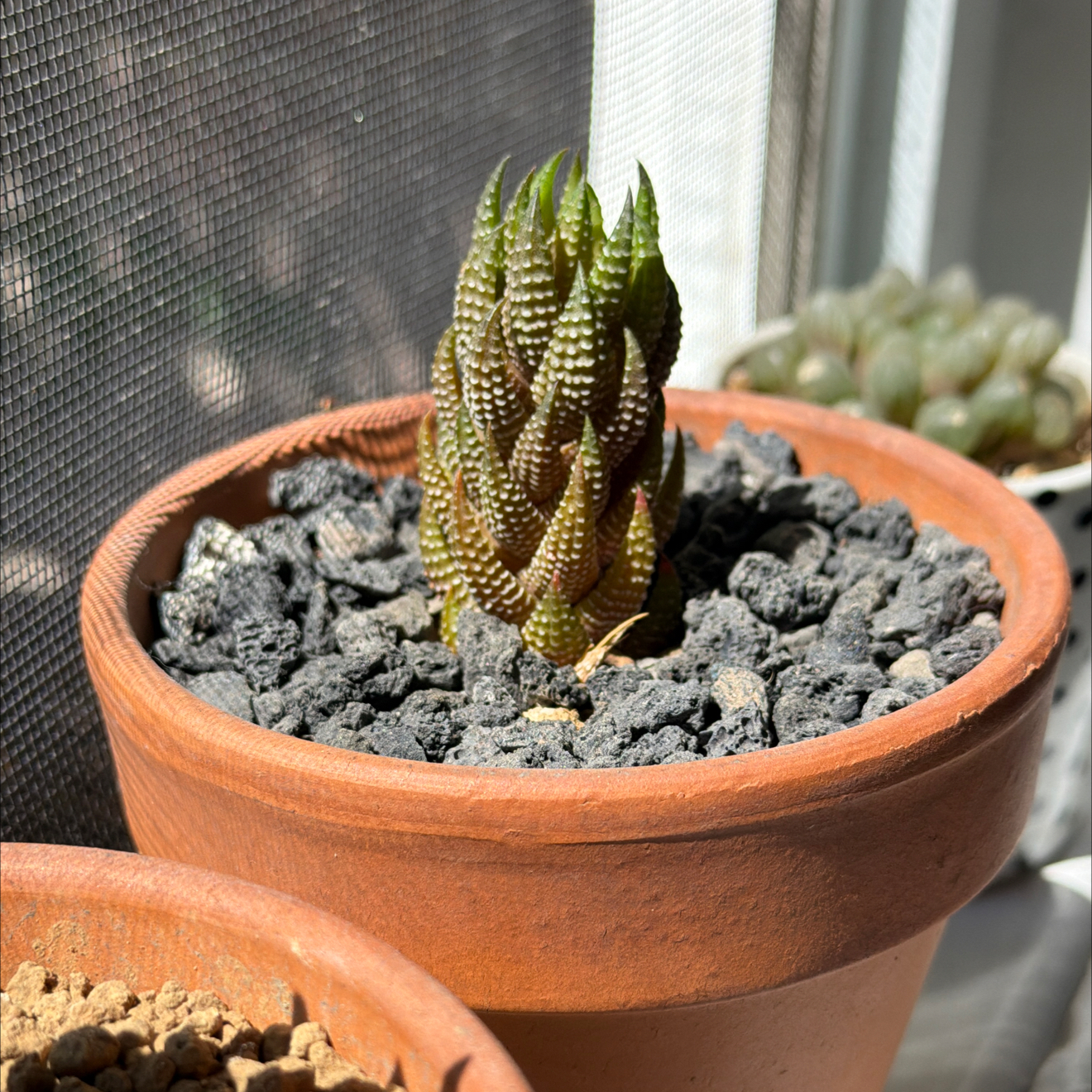 Photo of the plant species Red Eagle's Claw by @SmartPassiflora named Piña on Greg, the plant care app