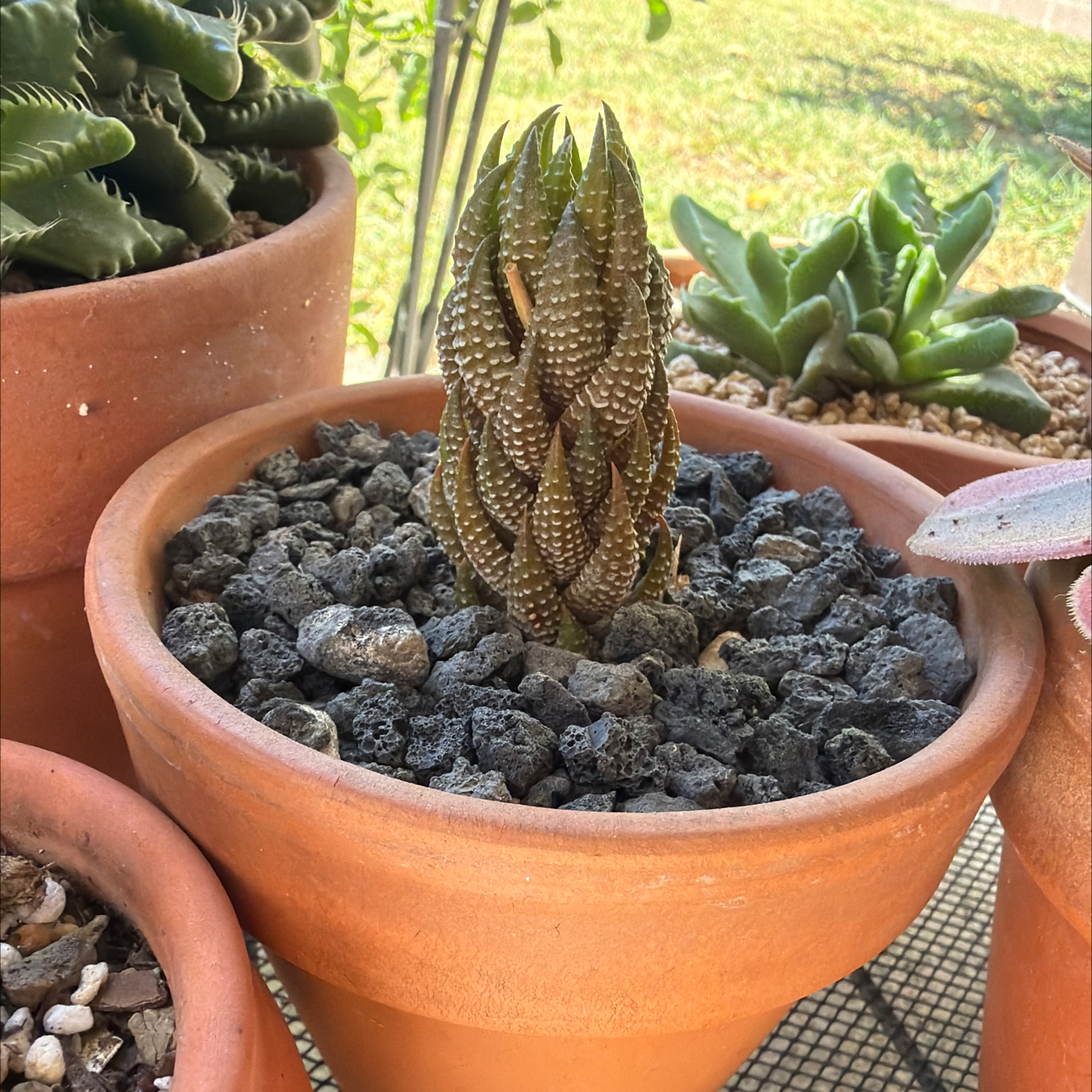 Photo of the plant species Red Eagle's Claw by @SmartPassiflora named Piña on Greg, the plant care app
