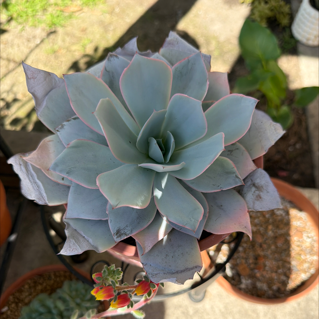 Photo of the plant species Echeveria Cante by @SmartPassiflora named Mechica on Greg, the plant care app