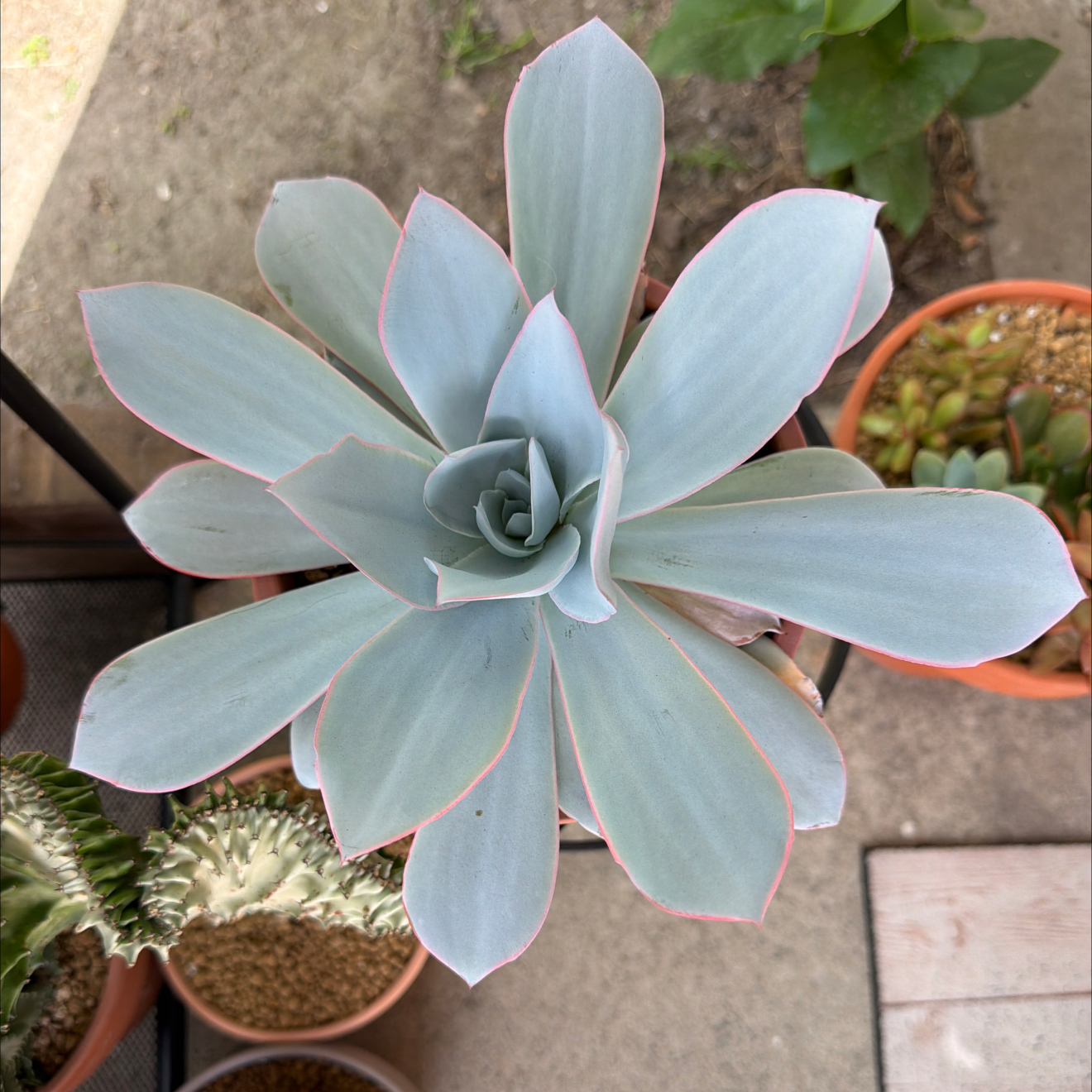 Photo of the plant species Echeveria Cante by @SmartPassiflora named Mechica on Greg, the plant care app
