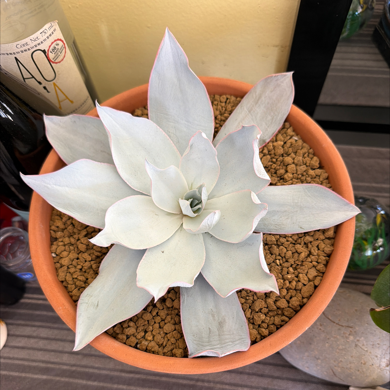 Photo of the plant species Echeveria Cante by @SmartPassiflora named Mechica on Greg, the plant care app