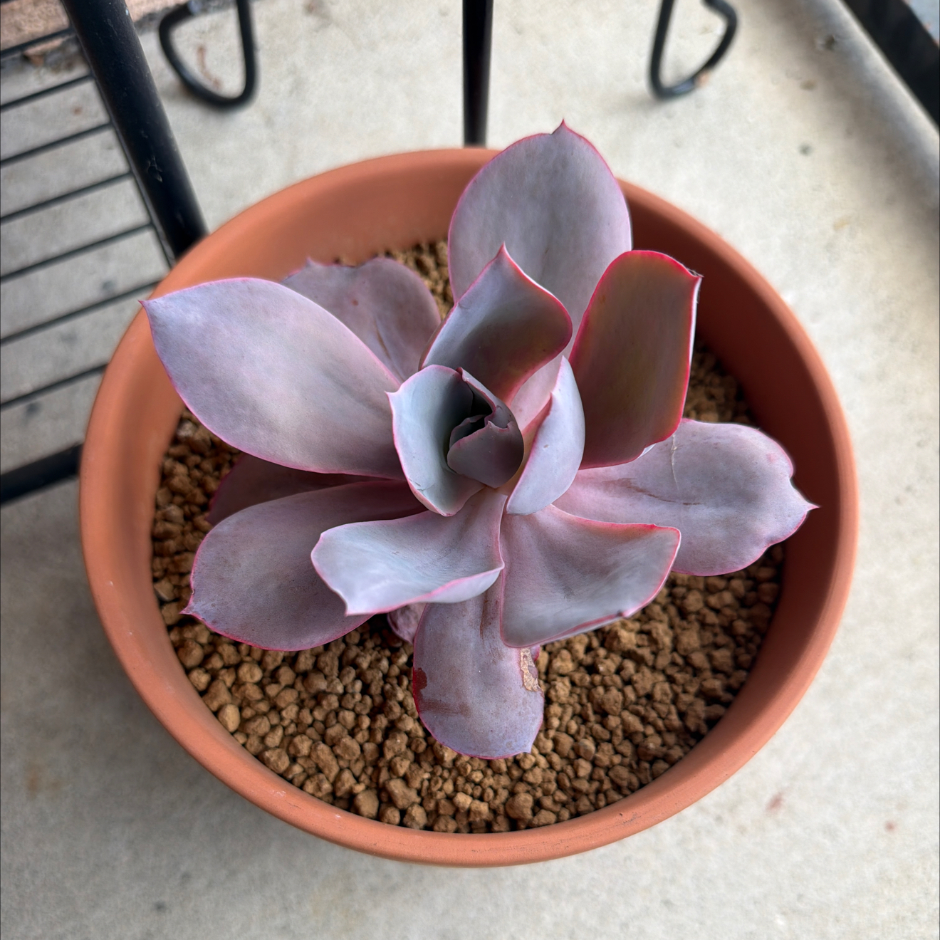 Photo of the plant species Echeveria 'Afterglow' by @SmartPassiflora named Chicana on Greg, the plant care app