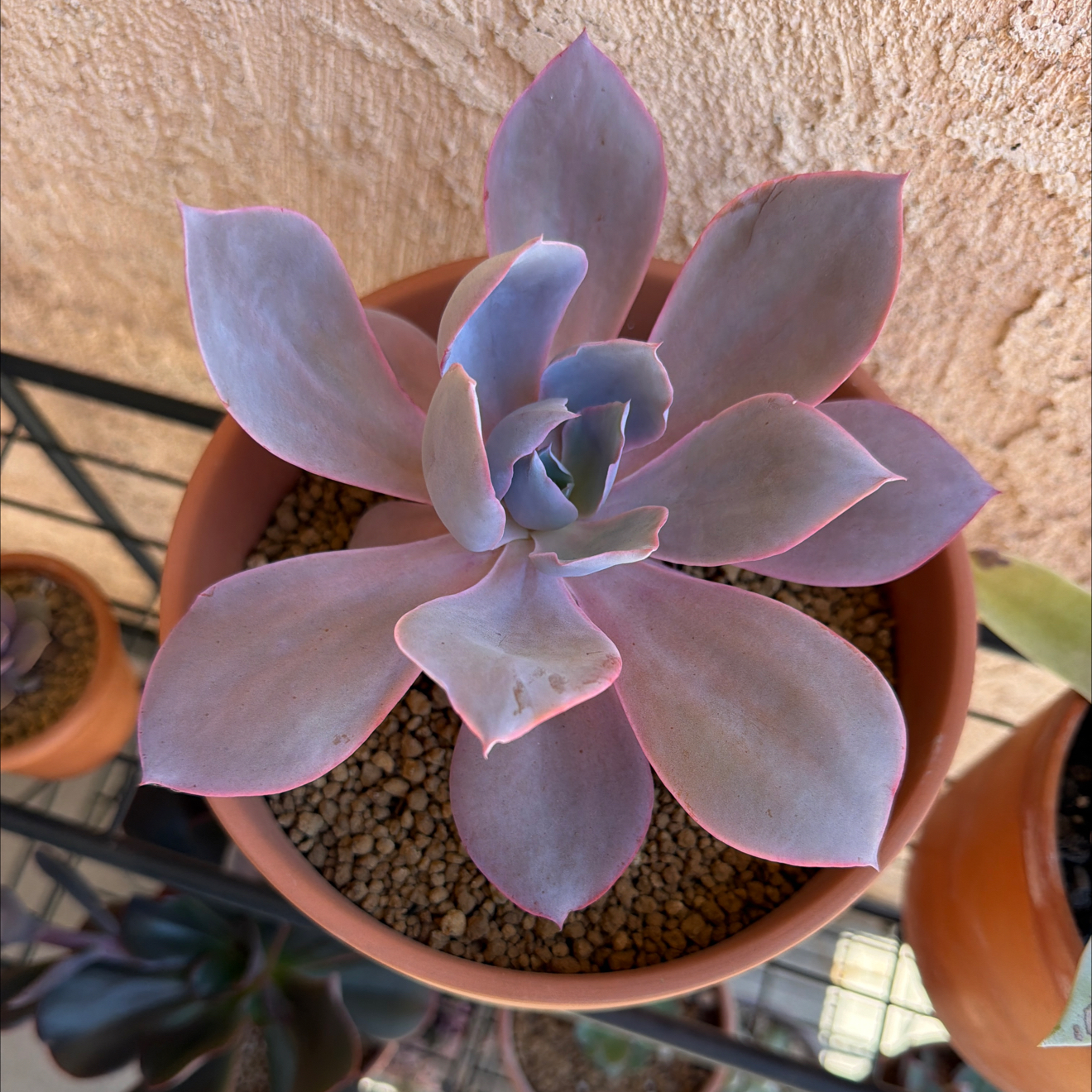 Photo of the plant species Echeveria 'Afterglow' by @SmartPassiflora named Chicana on Greg, the plant care app