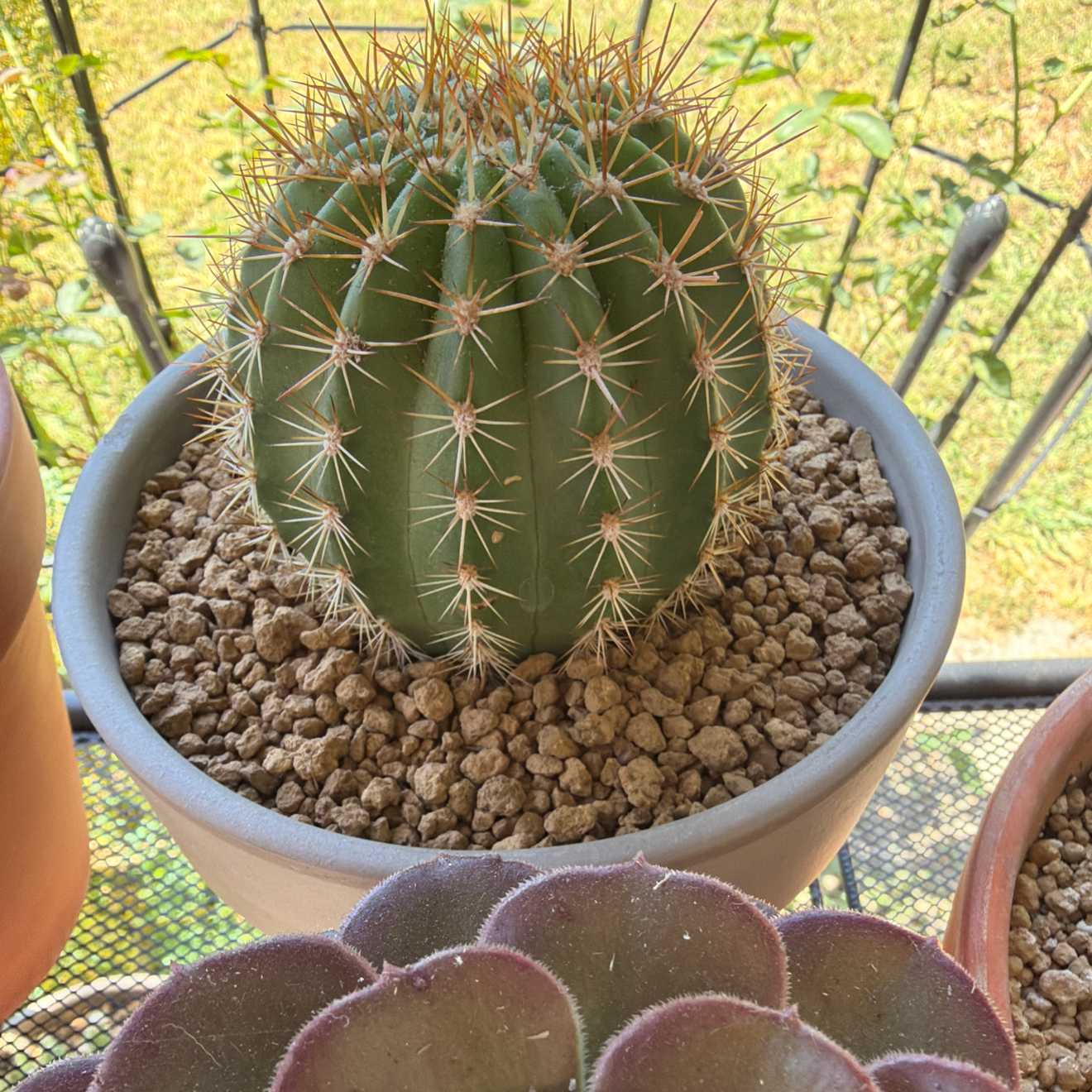 Photo of the plant species Torch Cactus by @SmartPassiflora named Tory on Greg, the plant care app