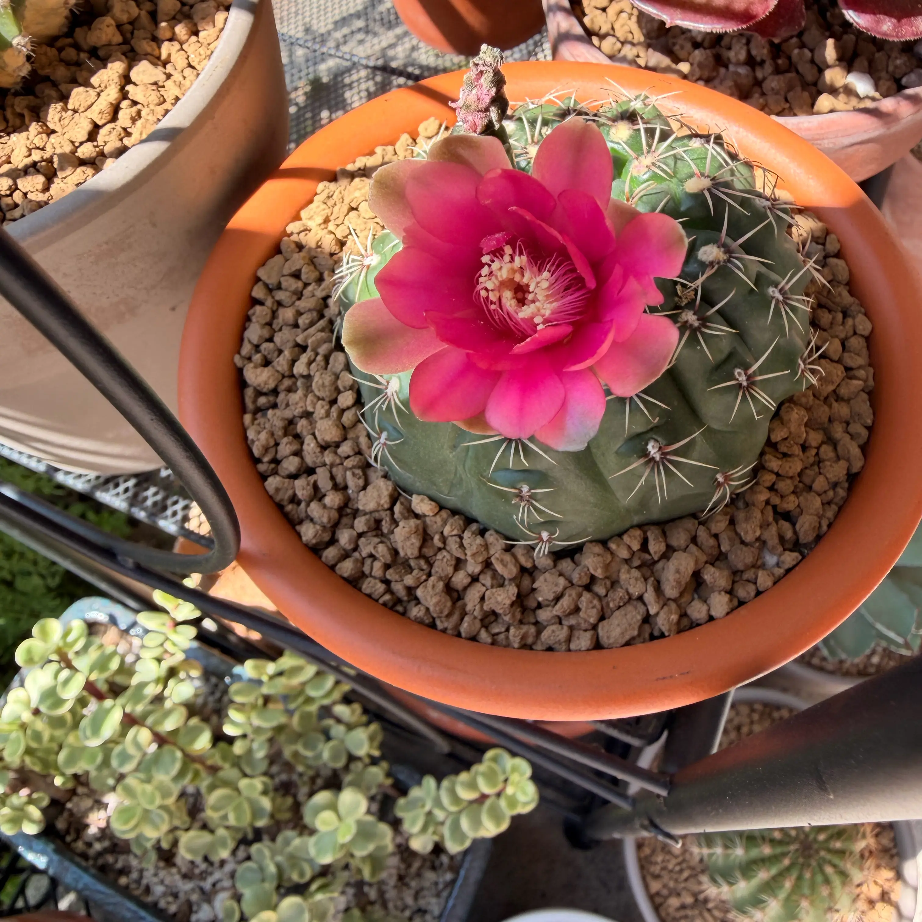 Photo of the plant species Spider Cactus by @SmartPassiflora named Sir Baldy on Greg, the plant care app