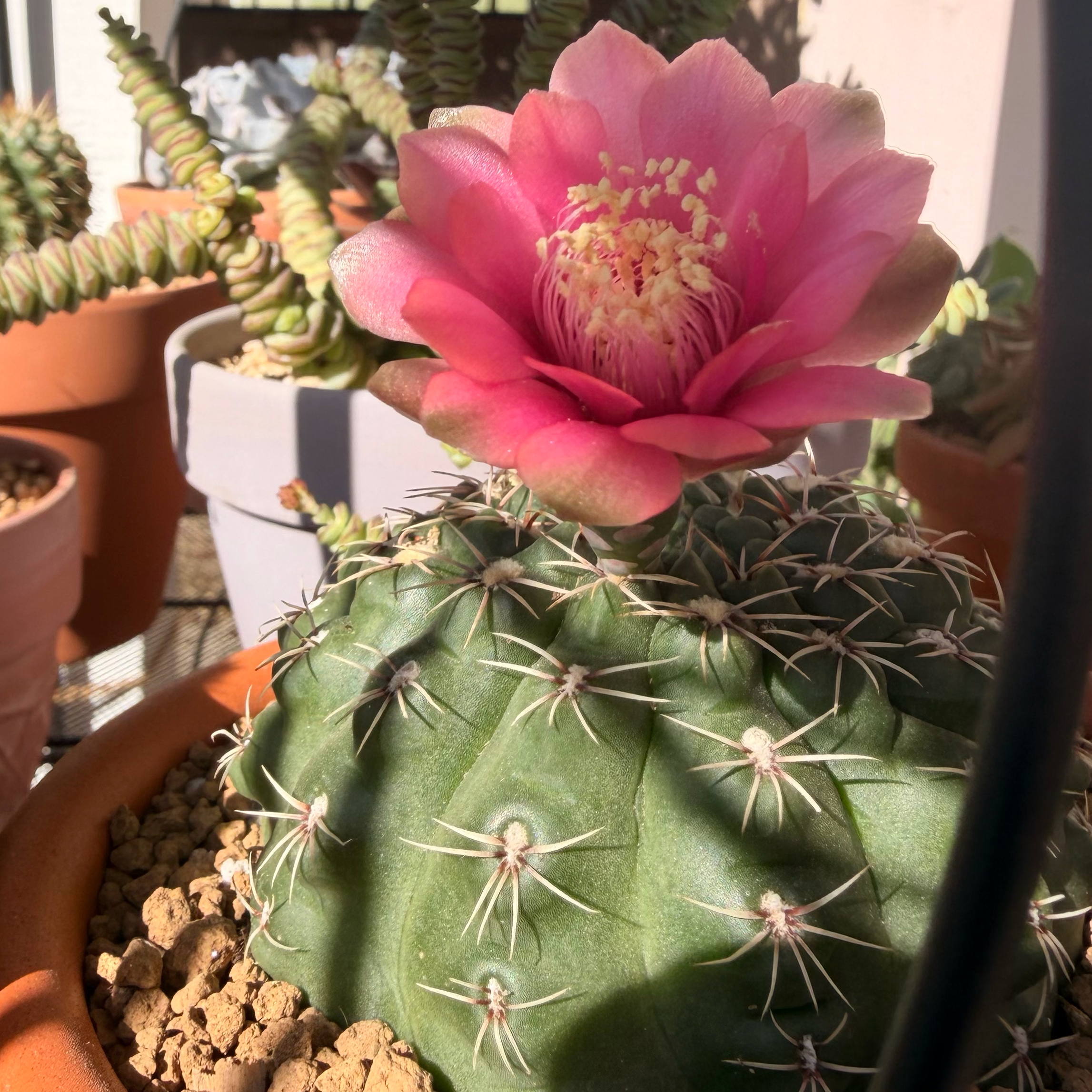 Photo of the plant species Spider Cactus by @SmartPassiflora named Sir Baldy on Greg, the plant care app