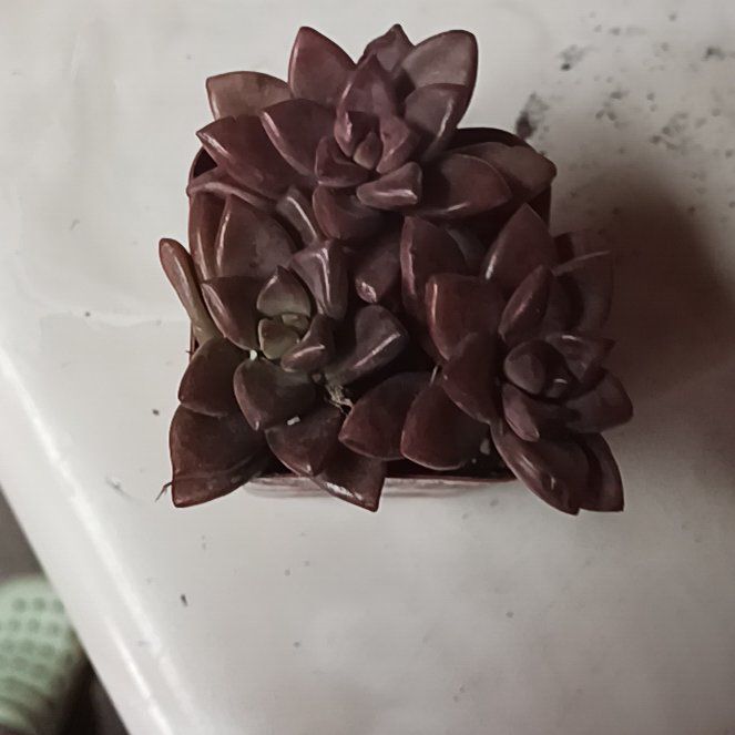 Photo of the plant species Graprosedum 'Bronze' by @EquableHedera71 named Morgan Treeman on Greg, the plant care app