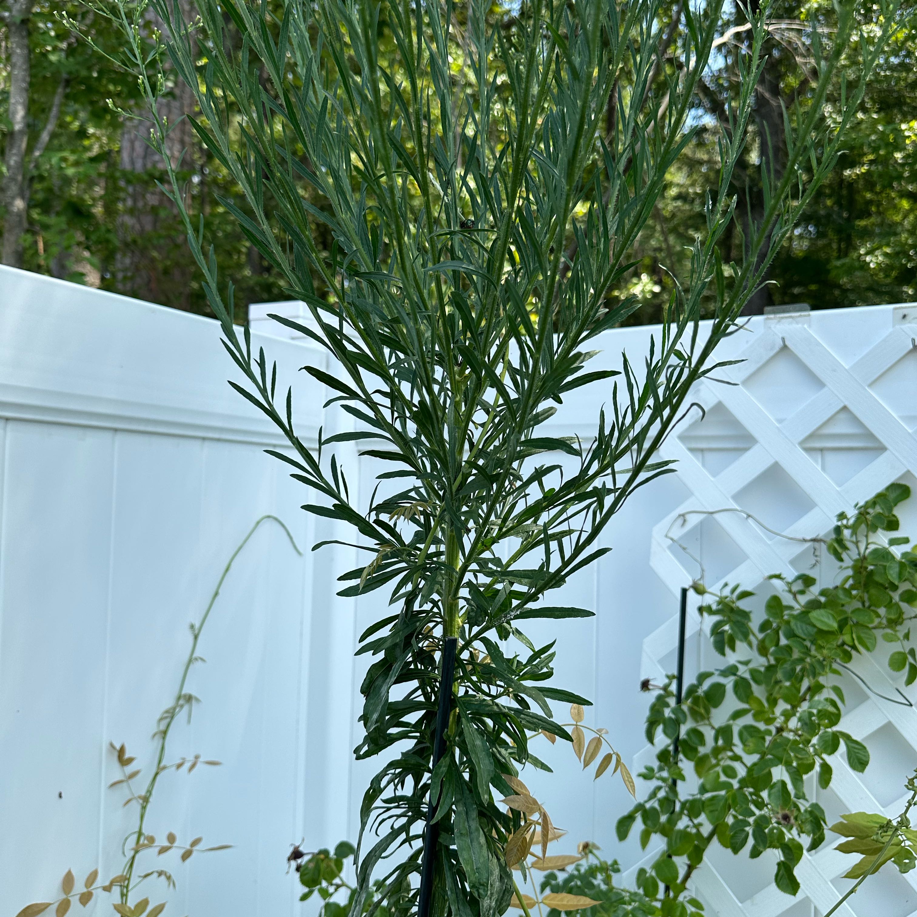 Photo of the plant species Daisy by @SvelteHaworthia named Michelle Branch on Greg, the plant care app