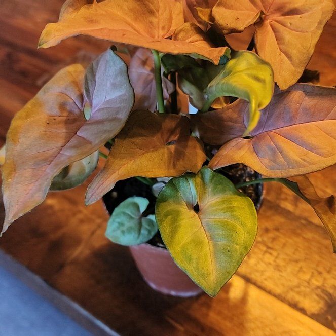 Photo of the plant species Neon Pink Arrowhead Plant by @ZanyBeans22 named Zeus on Greg, the plant care app