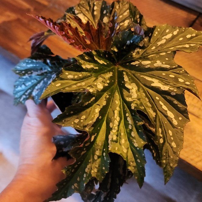 Photo of the plant species Angel Wing Begonia by @ZanyBeans22 named Peter Parker on Greg, the plant care app