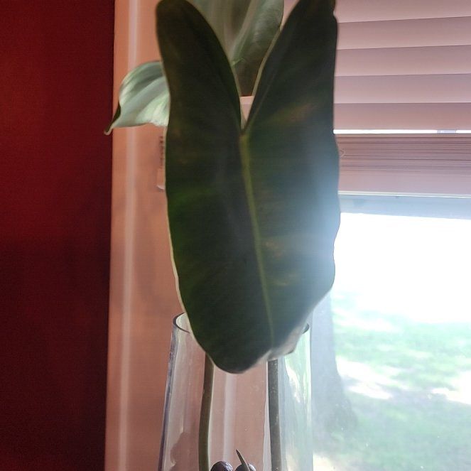 Photo of the plant species Philodendron Burle Marx by @ZanyBeans22 named Beyonce on Greg, the plant care app