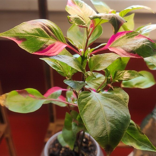 Photo of the plant species Party Time Alternanthera by @ZanyBeans22 named Tree Diddy on Greg, the plant care app