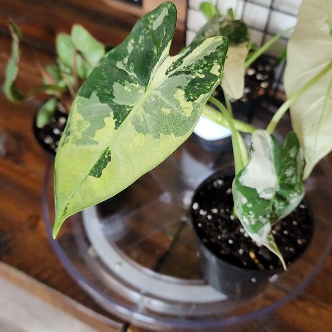 Photo of the plant species Alocacia Frydek Variagated by @ZanyBeans22 named Aria on Greg, the plant care app