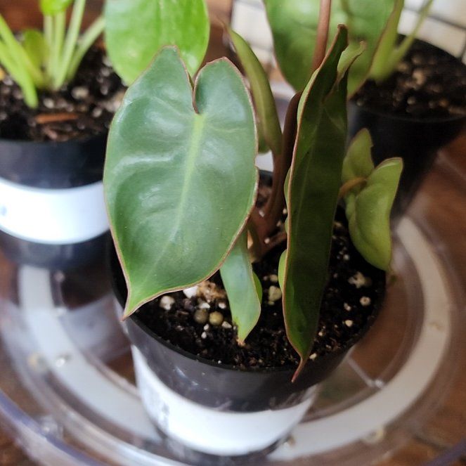 Photo of the plant species Philodendron billietiae by @ZanyBeans22 named Orlando Bloom on Greg, the plant care app