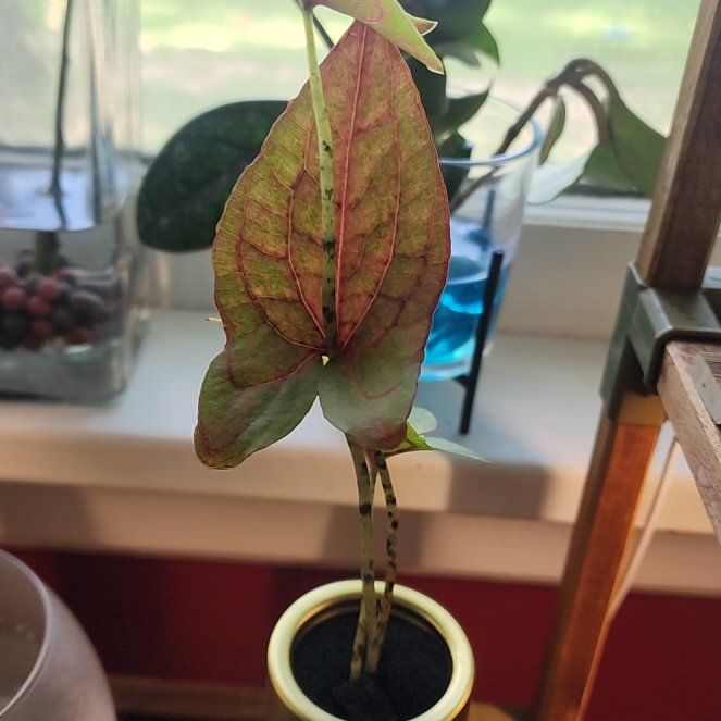 Photo of the plant species Cyrtosperma johnstonii by @ZanyBeans22 named Nithin on Greg, the plant care app