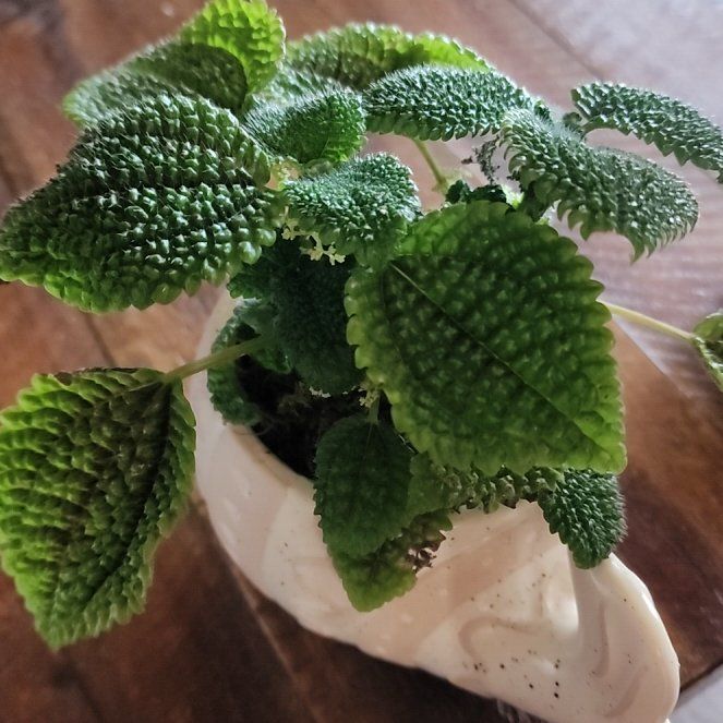 Photo of the plant species Pilea 'Moon Valley' by @ZanyBeans22 named Hemingway on Greg, the plant care app