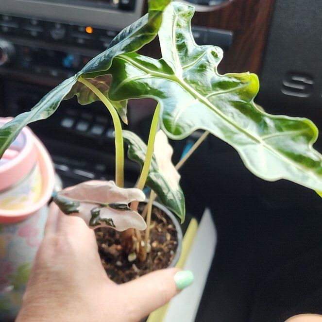 Photo of the plant species Alocasia by @ZanyBeans22 named Kylie on Greg, the plant care app