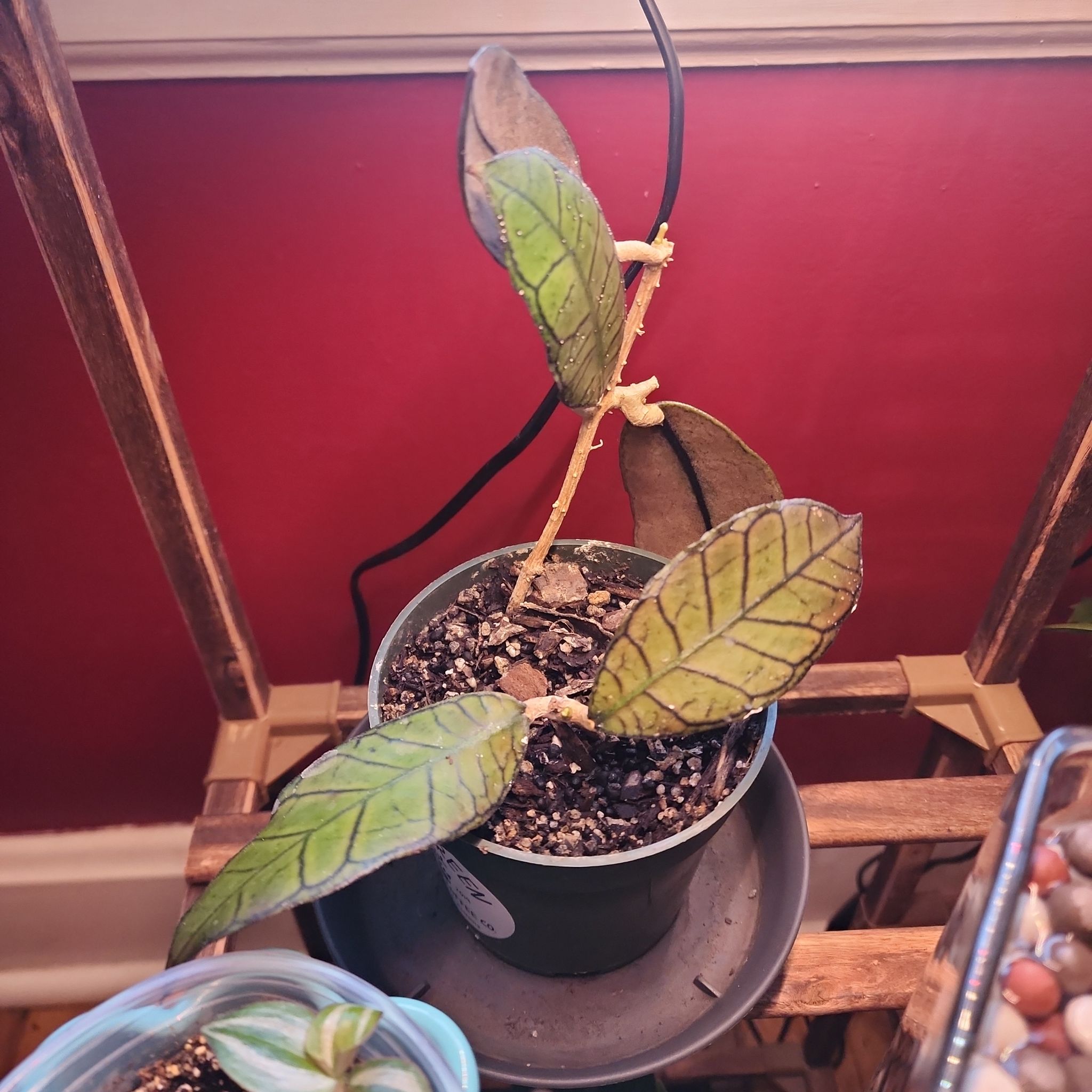 Photo of the plant species Hoya gunung gading ‘Ghost’ by @ZanyBeans22 named Clooney on Greg, the plant care app