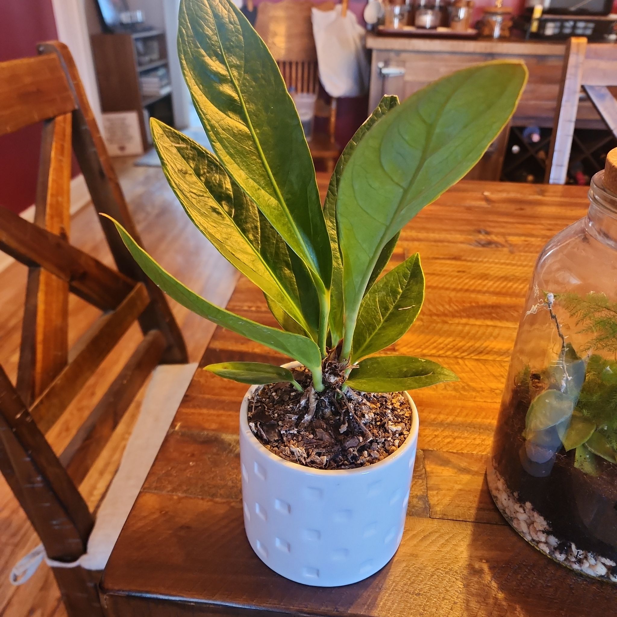 Photo of the plant species Anthurium Cobra by @ZanyBeans22 named Winston on Greg, the plant care app