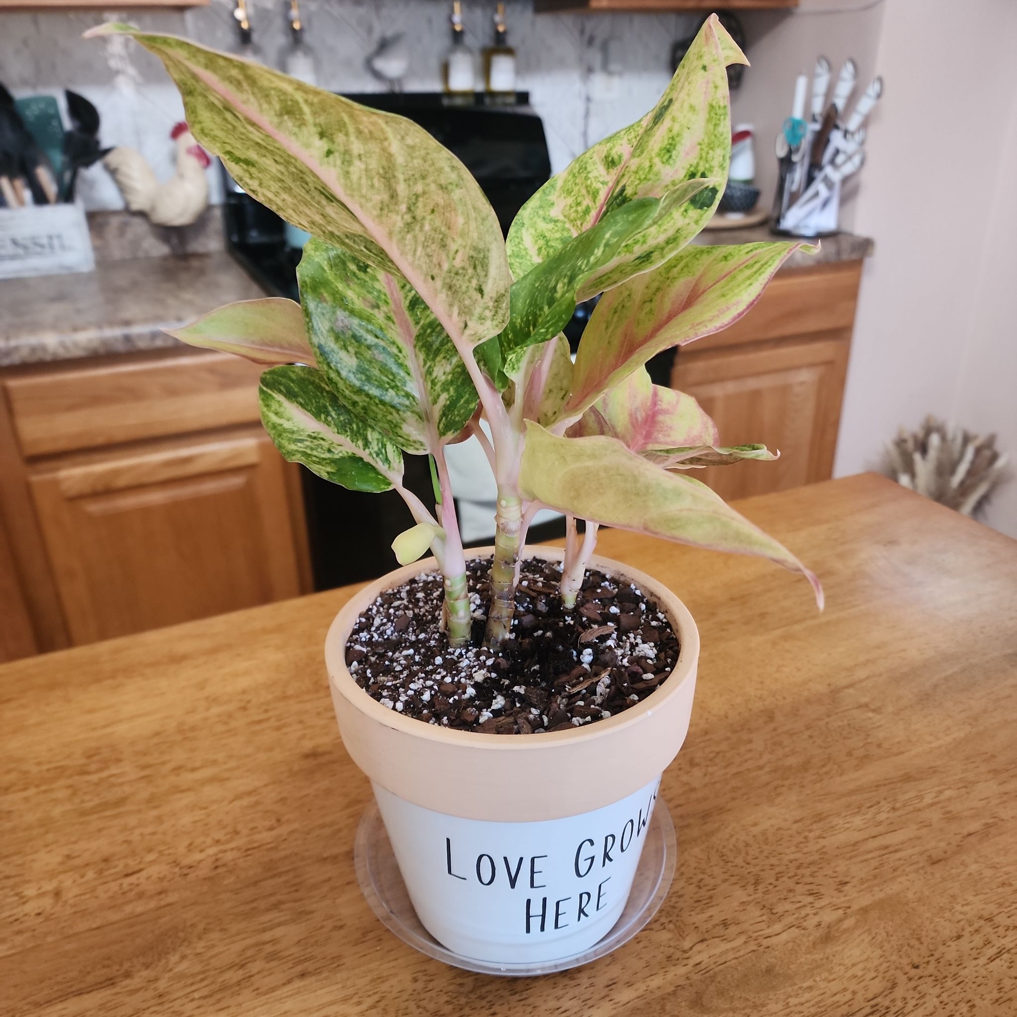 Photo of the plant species Aglaonema 'Golden Fluorite' by @ZanyBeans22 named Athena on Greg, the plant care app