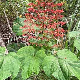 Photo of the plant species Pagoda Flower by @FitVogelblumen named Delilah on Greg, the plant care app