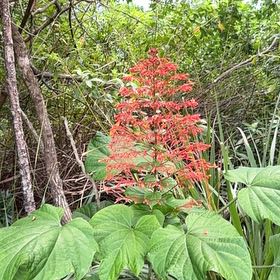 Photo of the plant species Pagoda Flower by @FitVogelblumen named Tolkien on Greg, the plant care app