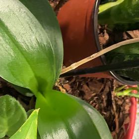 Photo of the plant species Brown Widelip Orchid by @SpotonSaltcedar named Nemo on Greg, the plant care app