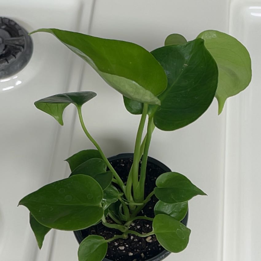 Photo of the plant species tree philodendron by @ShipshapePlain named Einstein on Greg, the plant care app