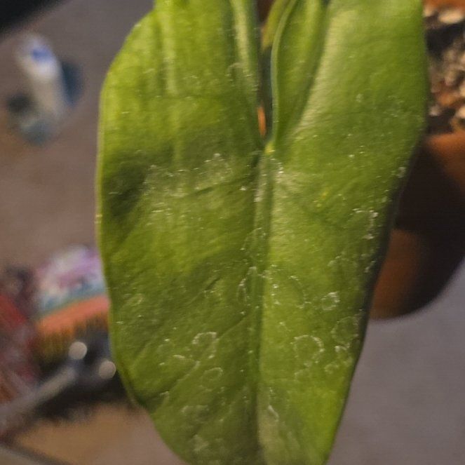 Photo of the plant species Alocasia Blue Dragon by @PoshMeadowsage named Kalec on Greg, the plant care app