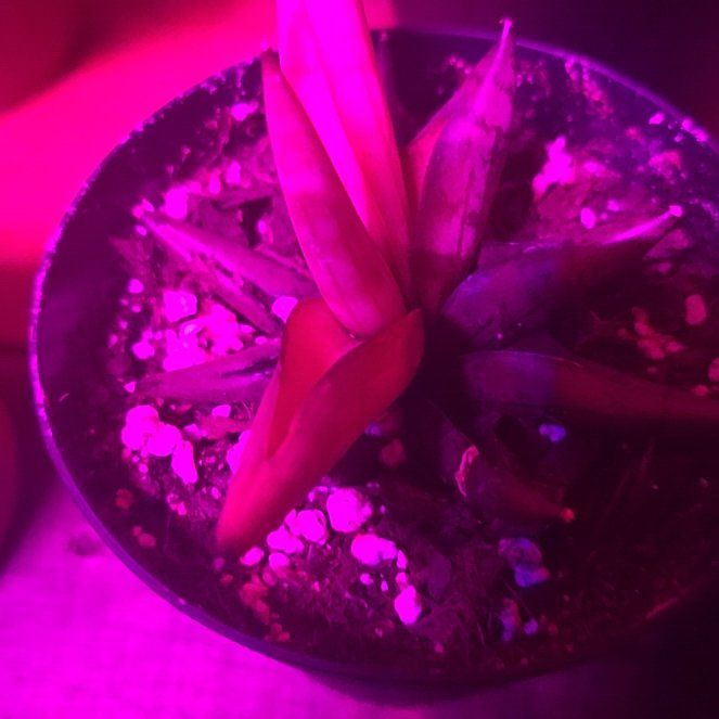 Photo of the plant species Variegated Starfish Snakeplant by @PoshMeadowsage named Benni on Greg, the plant care app