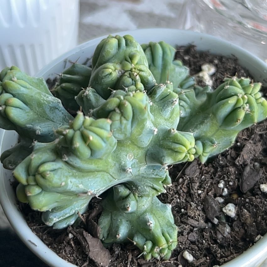 Photo of the plant species Peyote by @PetOrchids67 named Gaga on Greg, the plant care app