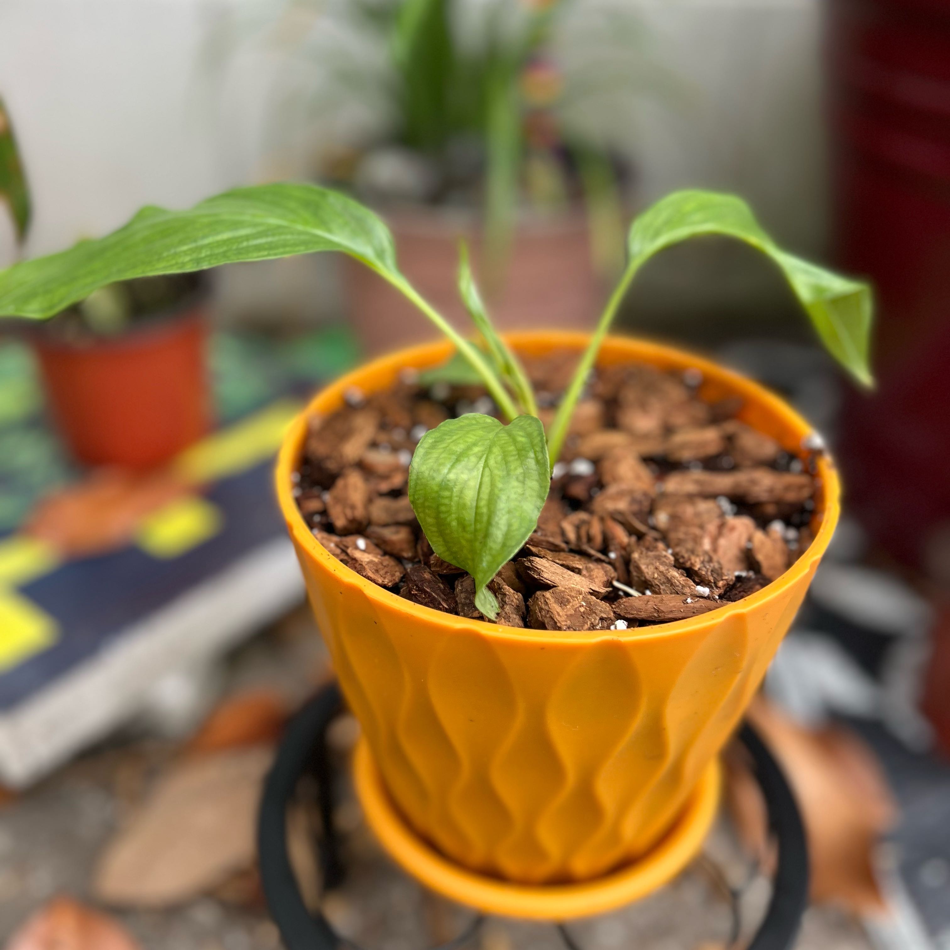 Photo of the plant species White Batflower by @Erectchickweed named Batty on Greg, the plant care app